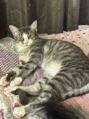 Juanita, Young Female Domestic Short Hair