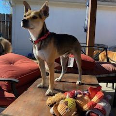 Bruno