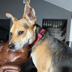 Bruno