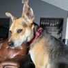 Bruno photo 2