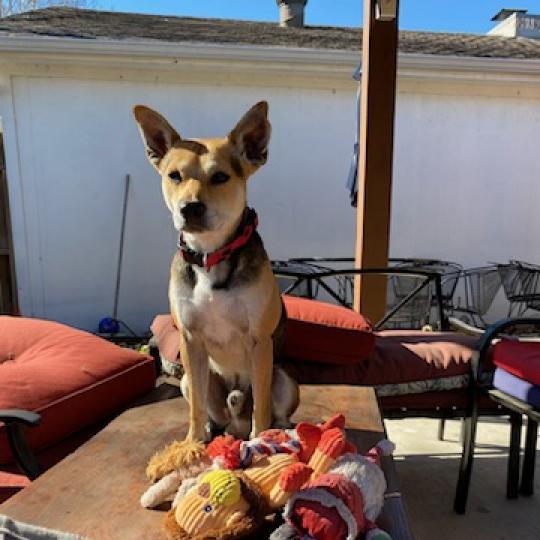 Bruno