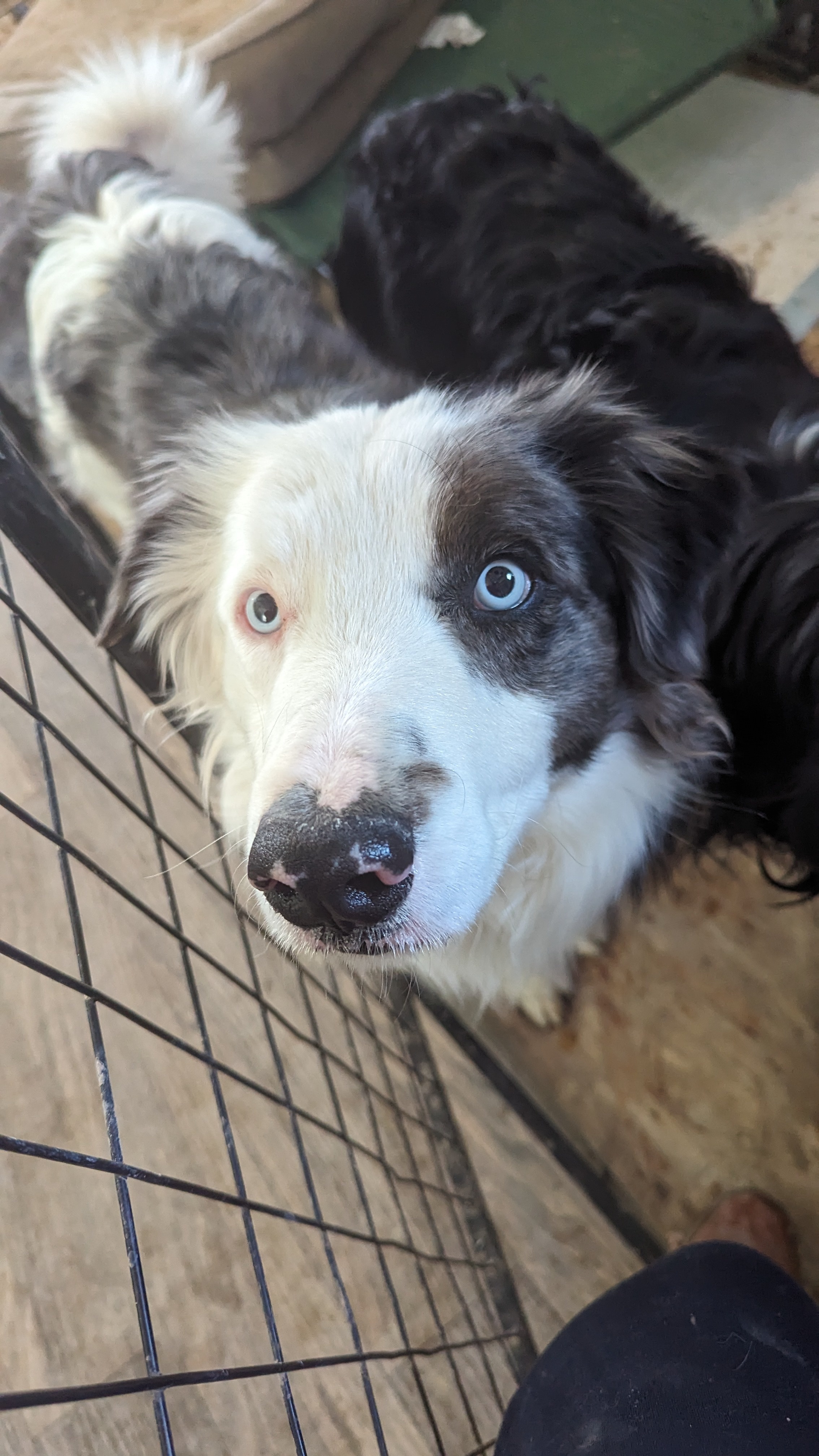 JD, an adoptable Siberian Husky, Australian Shepherd in Castle Dale, UT, 84513 | Photo Image 1