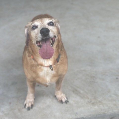 Bula, an adoptable Mixed Breed in Keaau, HI, 96749 | Photo Image 1