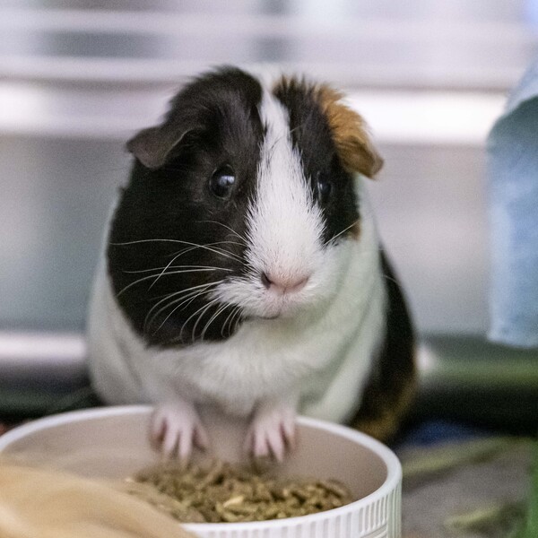 Can guinea pigs have clearance milk