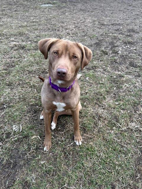 Dagwood (Daggy), an adoptable Labrador Retriever, Mixed Breed in South Bend, IN, 46614 | Photo Image 2