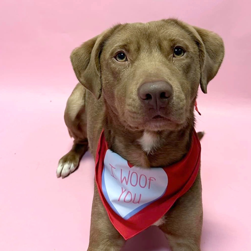 Dagwood (Daggy), an adoptable Labrador Retriever, Mixed Breed in South Bend, IN, 46614 | Photo Image 5