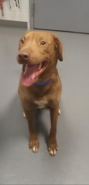Dagwood (Daggy), an adoptable Labrador Retriever, Mixed Breed in South Bend, IN, 46614 | Photo Image 6