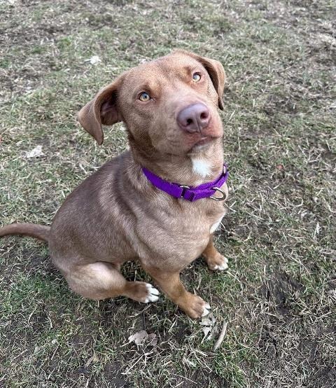 Dagwood (Daggy), an adoptable Labrador Retriever, Mixed Breed in South Bend, IN, 46614 | Photo Image 8