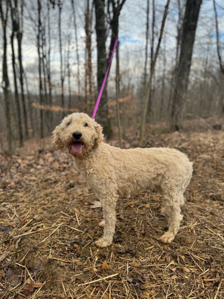 Petfinder labradoodle best sale