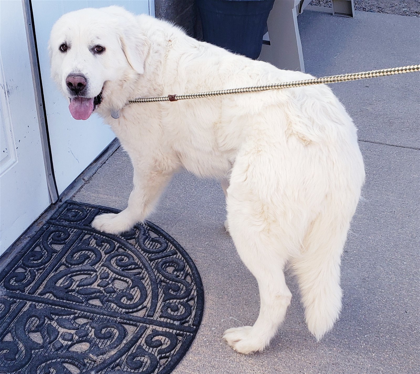 Great pyrenees rescue and 2024 sanctuary