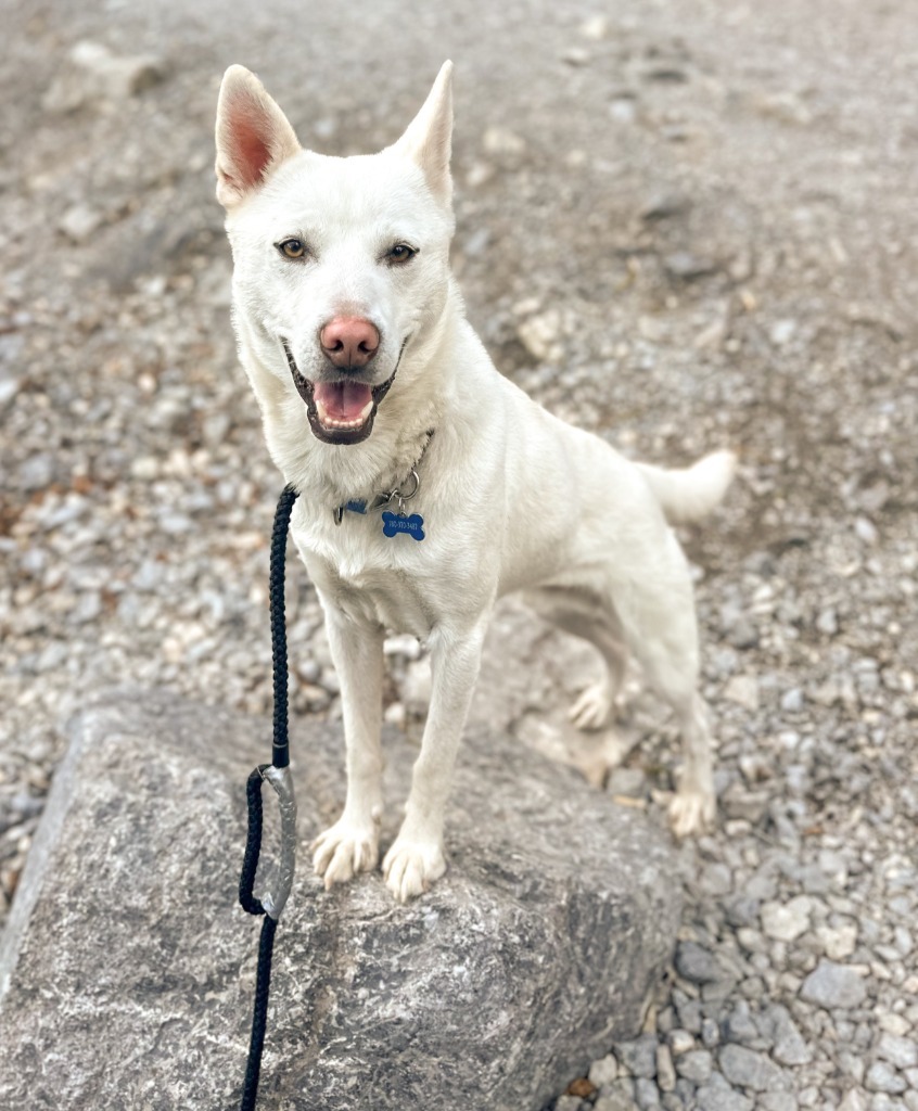 Kona, an adoptable Husky in Calgary, AB, T3S 0C5 | Photo Image 5
