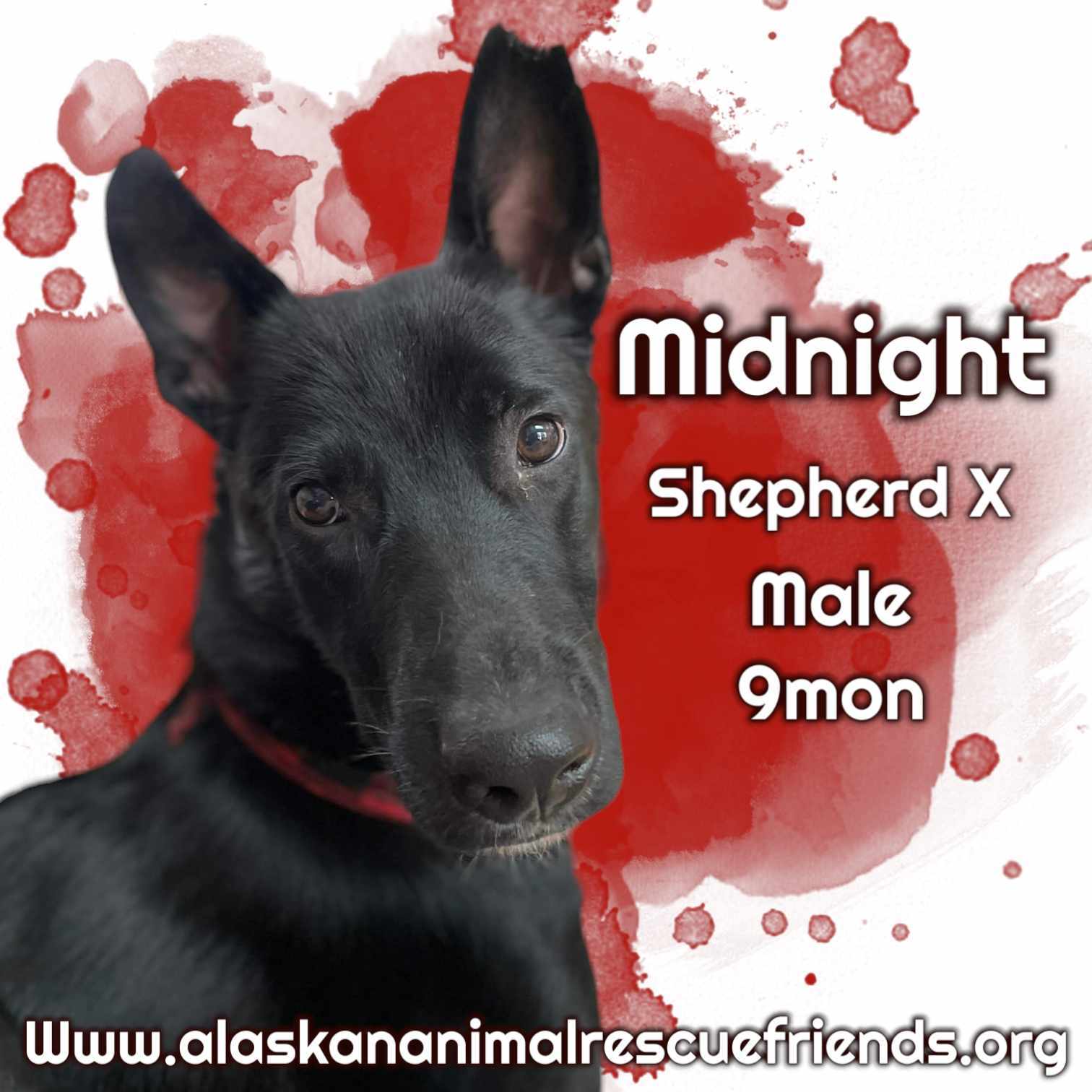 Midnight, an adoptable Husky, Pit Bull Terrier in Anchorage, AK, 99503 | Photo Image 1