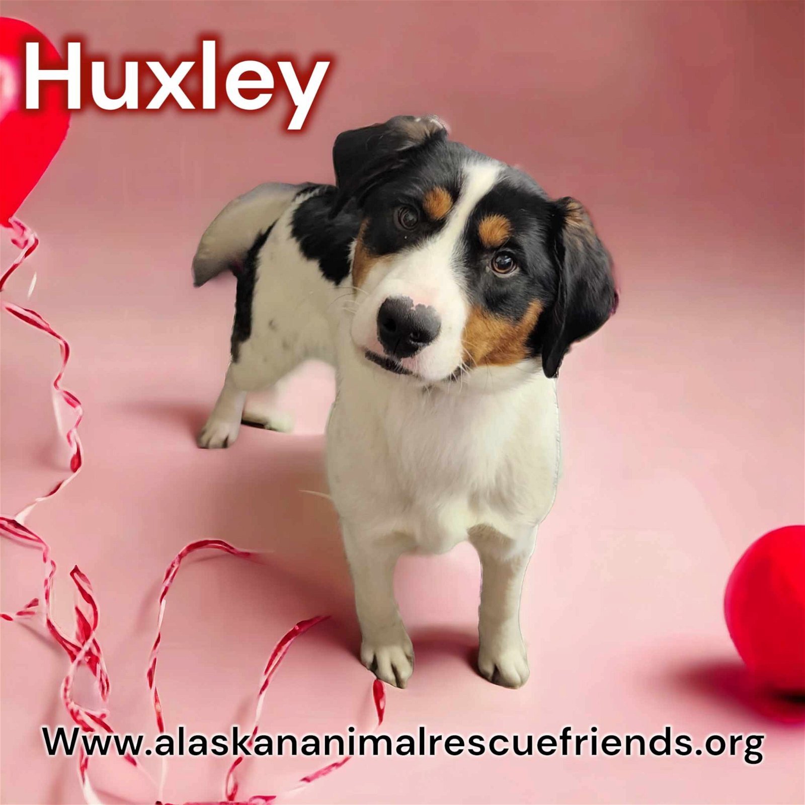 Huxley, an adoptable English Springer Spaniel, Boxer in Anchorage, AK, 99503 | Photo Image 1