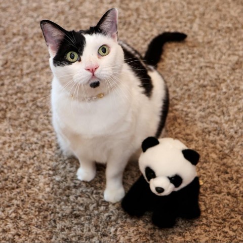 Panda 3