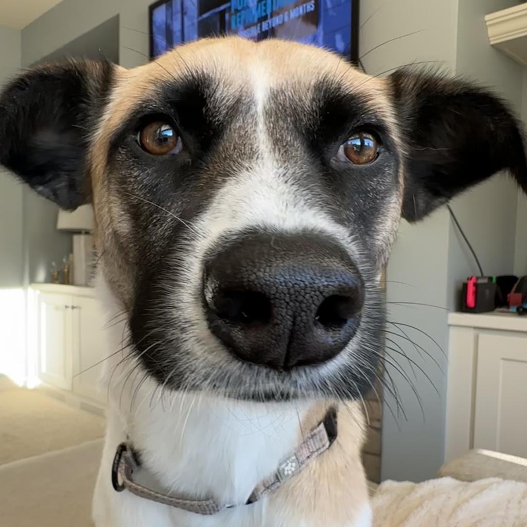 Genevieve, an adoptable Shepherd, Collie in Maple Grove, MN, 55369 | Photo Image 1