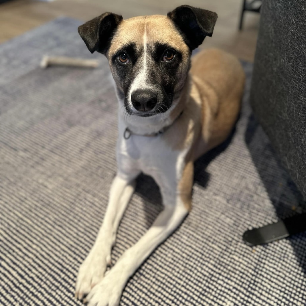 Genevieve, an adoptable Shepherd, Collie in Maple Grove, MN, 55369 | Photo Image 1