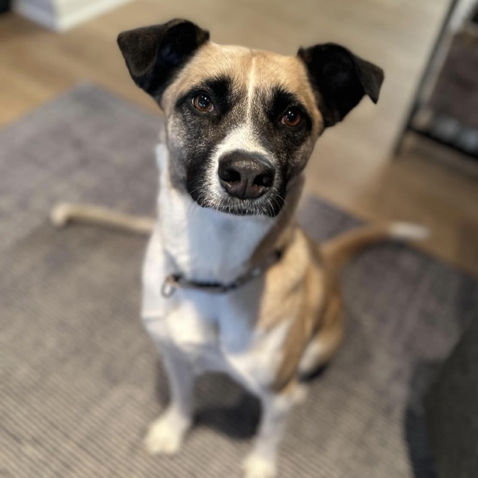 Genevieve, an adoptable Shepherd, Collie in Maple Grove, MN, 55369 | Photo Image 1