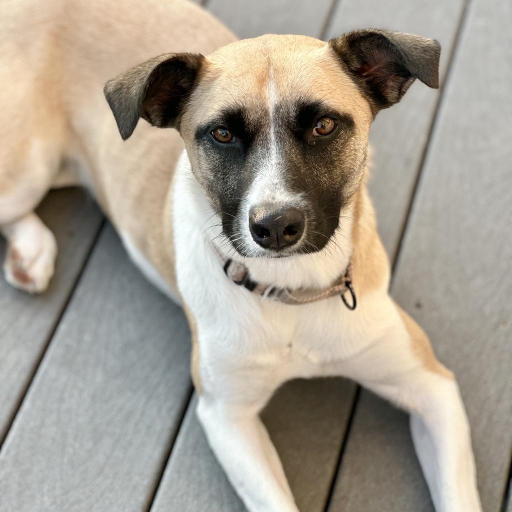 Genevieve, an adoptable Shepherd, Collie in Maple Grove, MN, 55369 | Photo Image 2