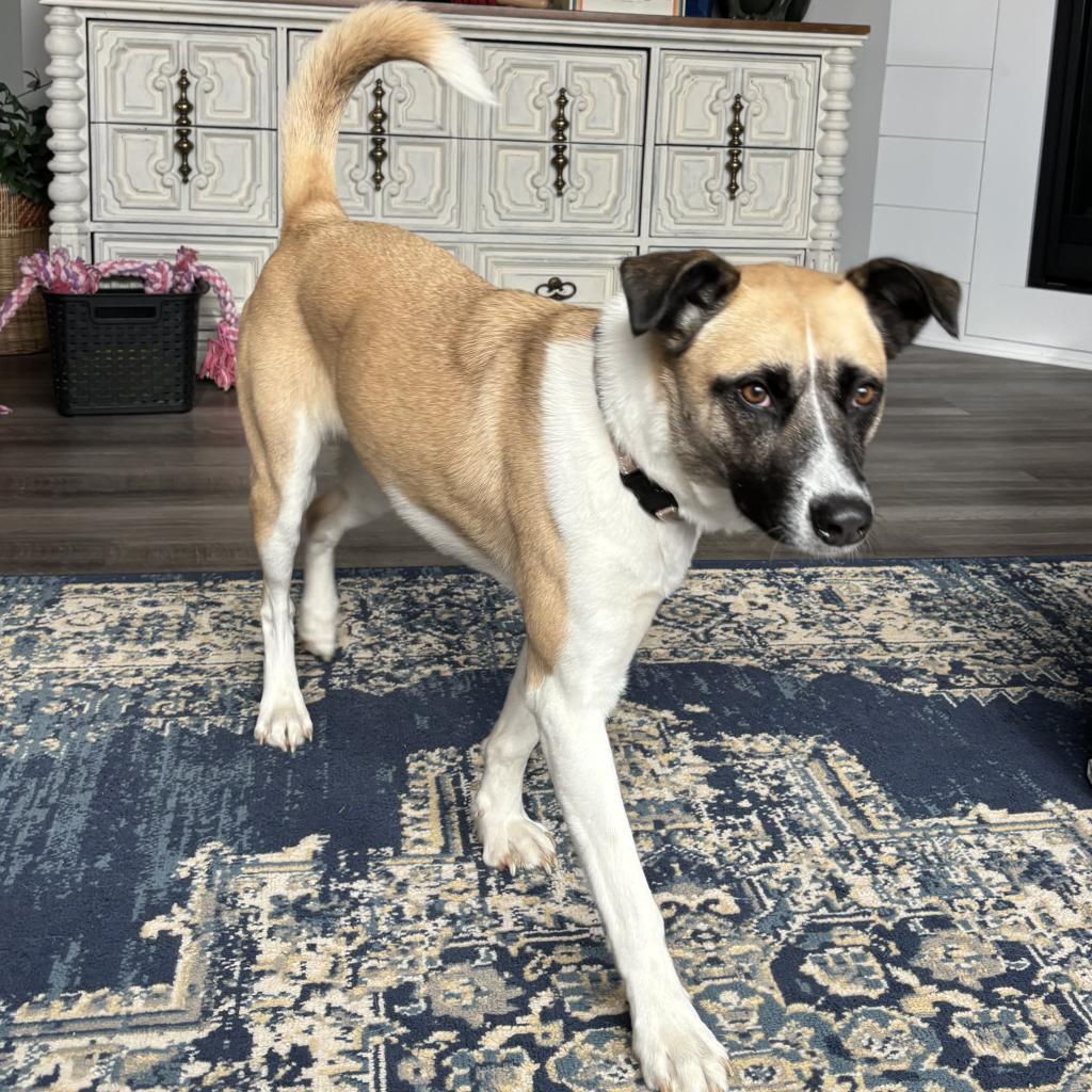 Genevieve, an adoptable Shepherd, Collie in Maple Grove, MN, 55369 | Photo Image 3