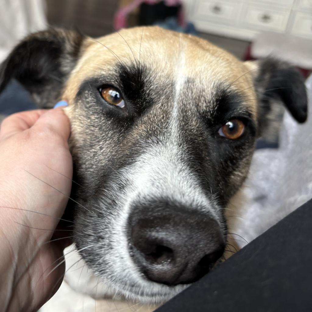 Genevieve, an adoptable Shepherd, Collie in Maple Grove, MN, 55369 | Photo Image 4