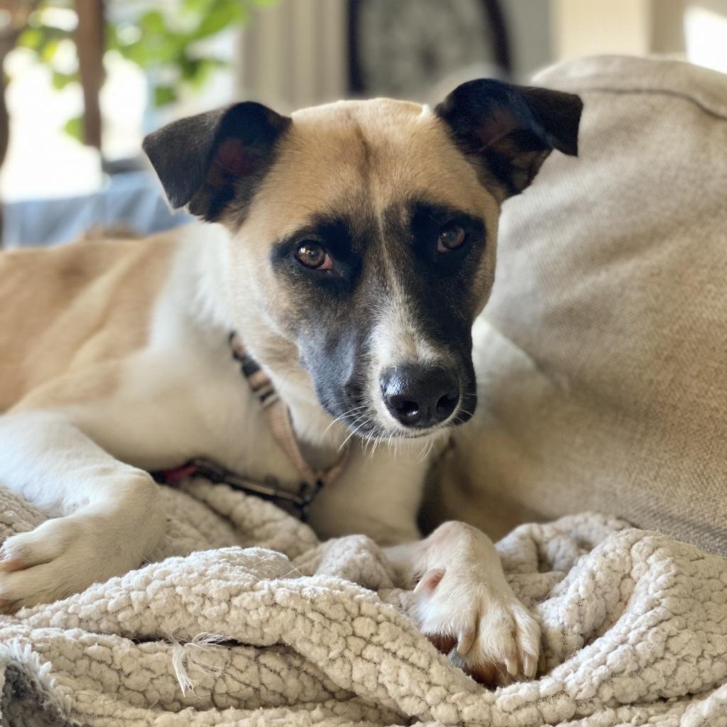 Genevieve, an adoptable Shepherd, Collie in Maple Grove, MN, 55369 | Photo Image 5