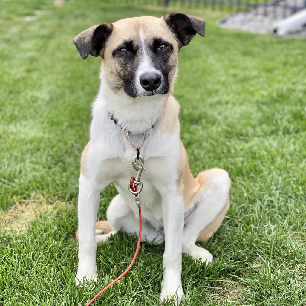 Genevieve, an adoptable Shepherd, Collie in Maple Grove, MN, 55369 | Photo Image 5