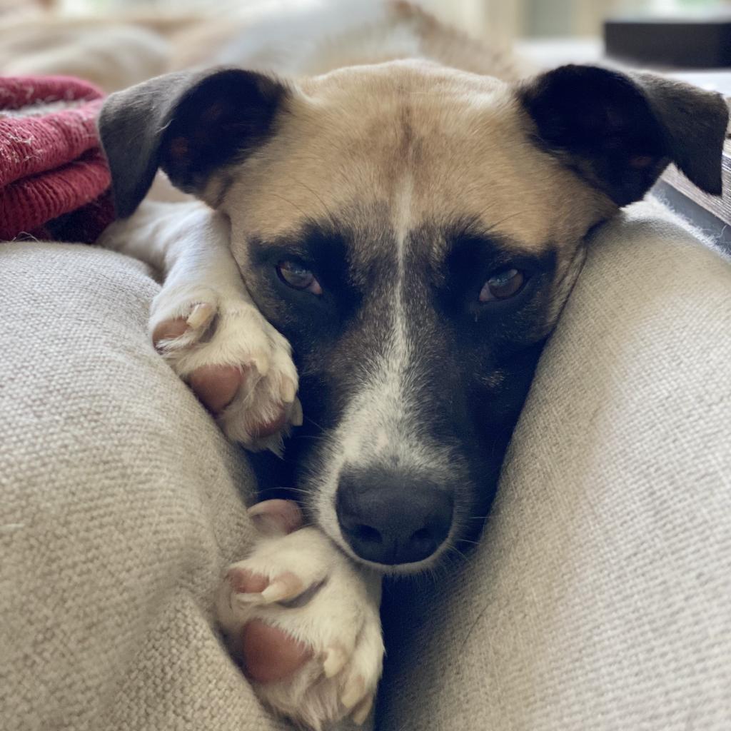 Genevieve, an adoptable Shepherd, Collie in Maple Grove, MN, 55369 | Photo Image 6