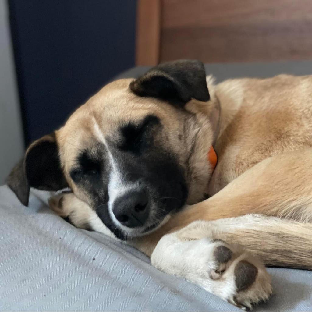 Genevieve, an adoptable Shepherd, Collie in Maple Grove, MN, 55369 | Photo Image 6
