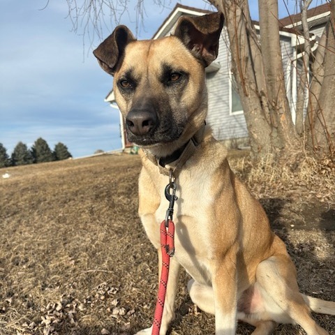 Jameson, an adoptable Shepherd in Beresford, SD, 57004 | Photo Image 1