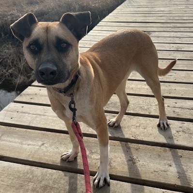 Jameson, an adoptable Mixed Breed in Beresford, SD, 57004 | Photo Image 1