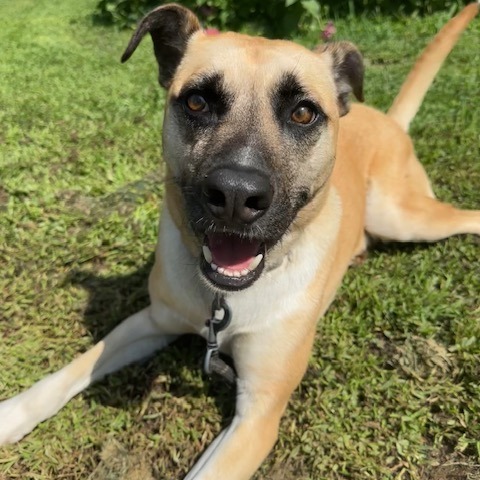 Jameson, an adoptable Mixed Breed in Beresford, SD, 57004 | Photo Image 1