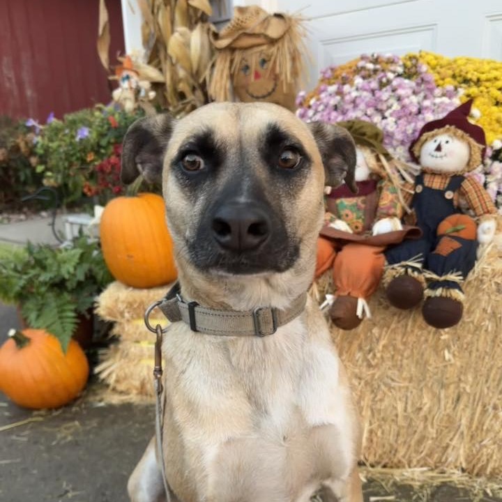 Jameson, an adoptable Mixed Breed in Beresford, SD, 57004 | Photo Image 1