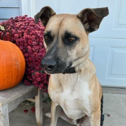 Jameson, an adoptable Shepherd in Beresford, SD, 57004 | Photo Image 2