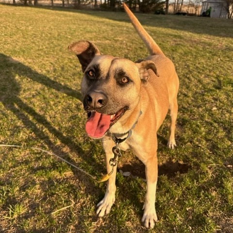 Jameson, an adoptable Shepherd in Beresford, SD, 57004 | Photo Image 2