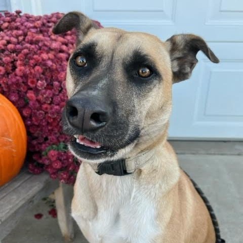 Jameson, an adoptable Shepherd in Beresford, SD, 57004 | Photo Image 2