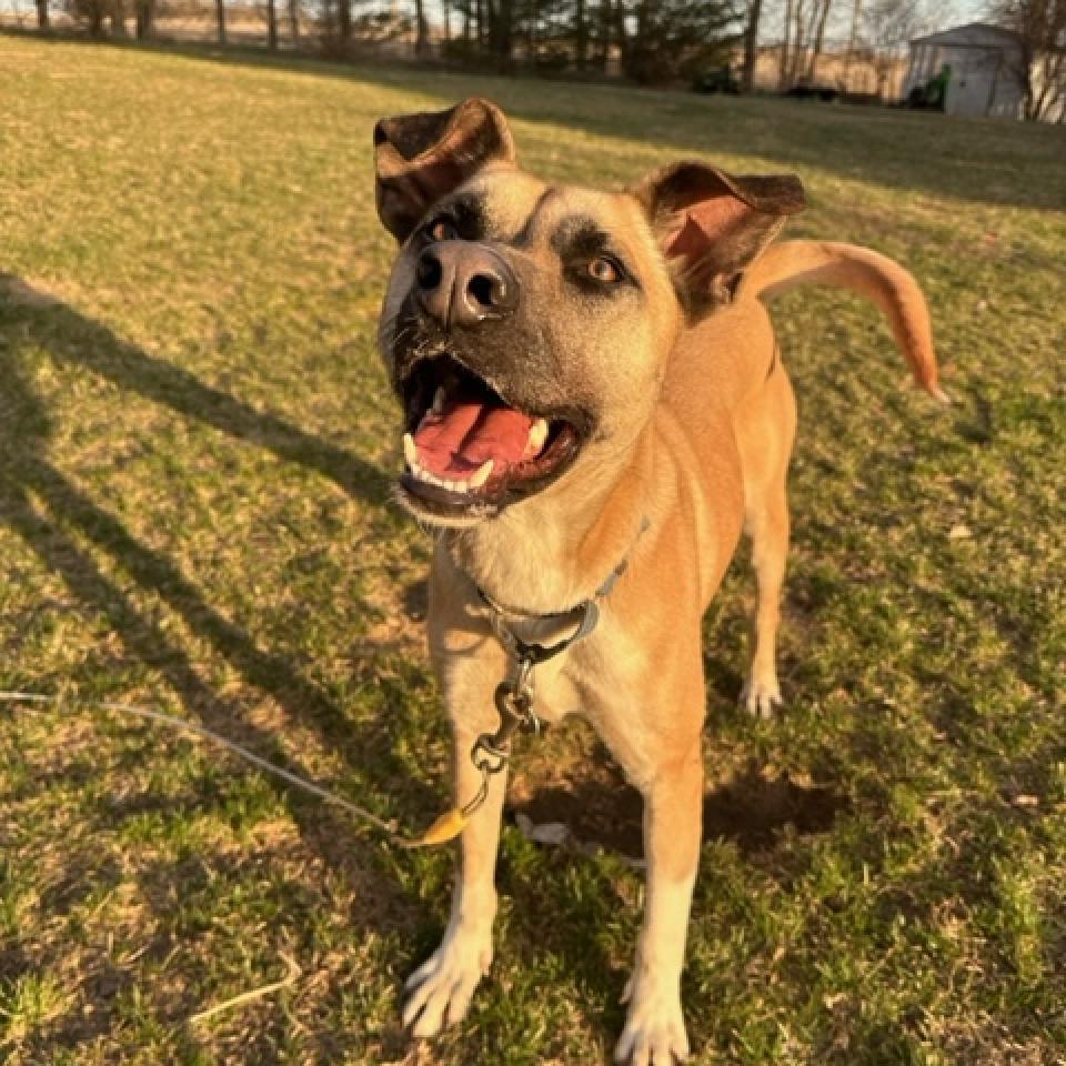 Jameson, an adoptable Shepherd in Beresford, SD, 57004 | Photo Image 2