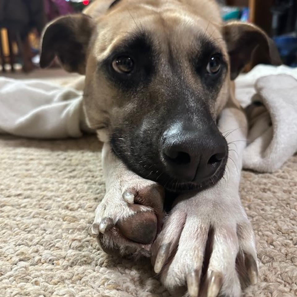 Jameson, an adoptable Mixed Breed in Beresford, SD, 57004 | Photo Image 2
