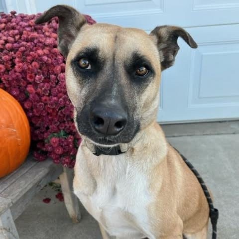 Jameson, an adoptable Shepherd in Beresford, SD, 57004 | Photo Image 3