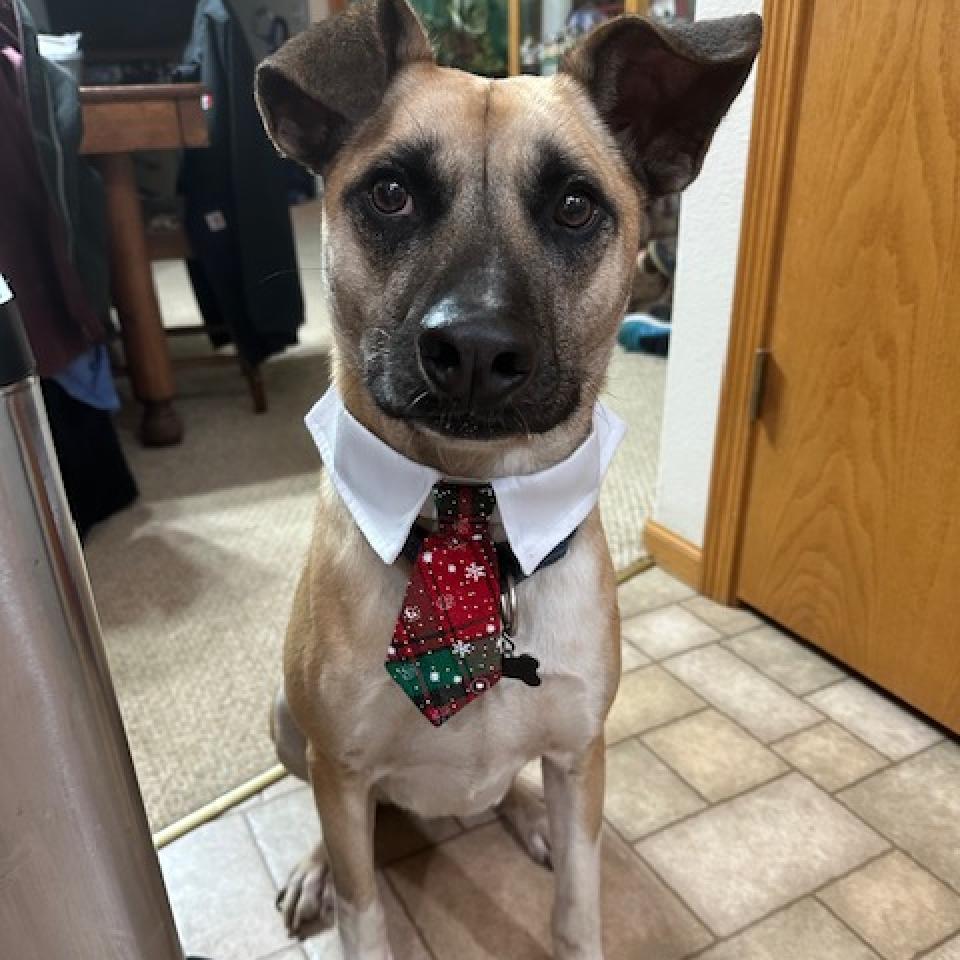 Jameson, an adoptable Mixed Breed in Beresford, SD, 57004 | Photo Image 3