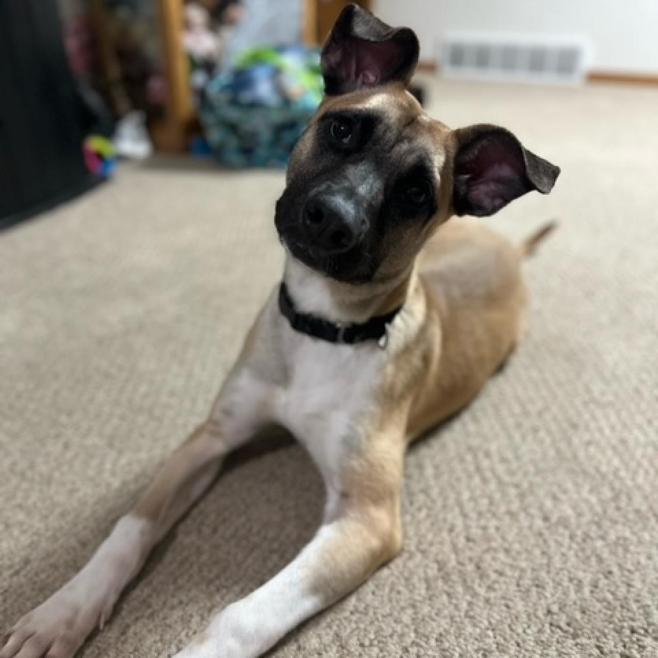 Jameson, an adoptable Mixed Breed in Beresford, SD, 57004 | Photo Image 4