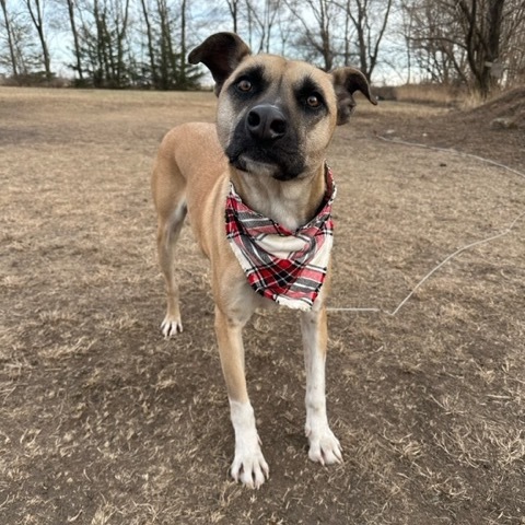 Jameson, an adoptable Mixed Breed in Beresford, SD, 57004 | Photo Image 4