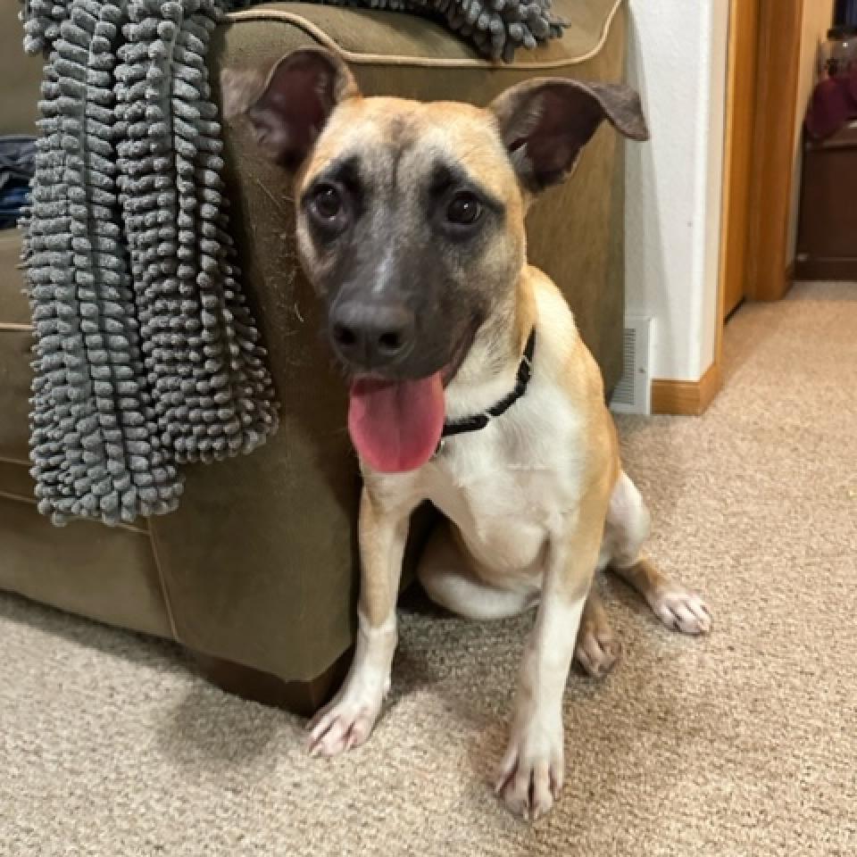 Jameson, an adoptable Mixed Breed in Beresford, SD, 57004 | Photo Image 5