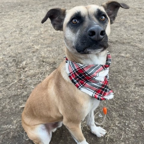 Jameson, an adoptable Mixed Breed in Beresford, SD, 57004 | Photo Image 5