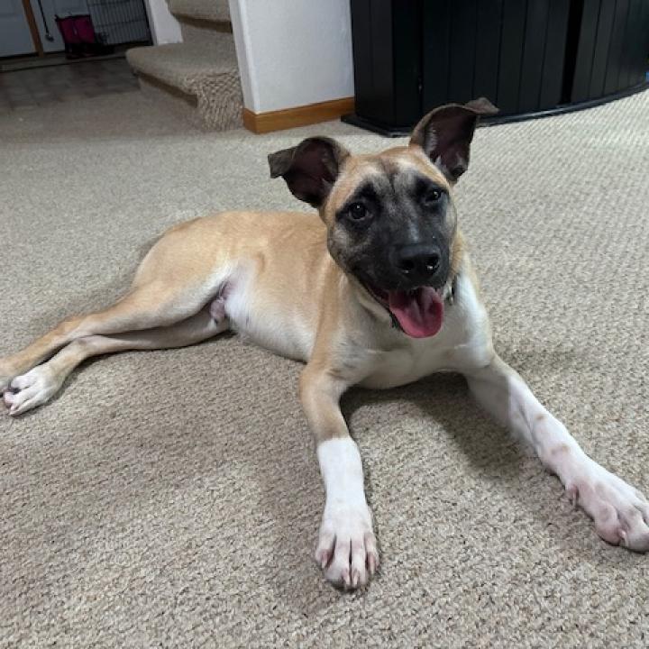 Jameson, an adoptable Mixed Breed in Beresford, SD, 57004 | Photo Image 6