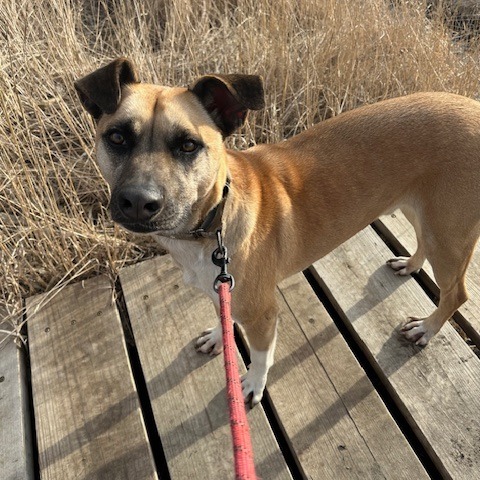 Jameson, an adoptable Mixed Breed in Beresford, SD, 57004 | Photo Image 6