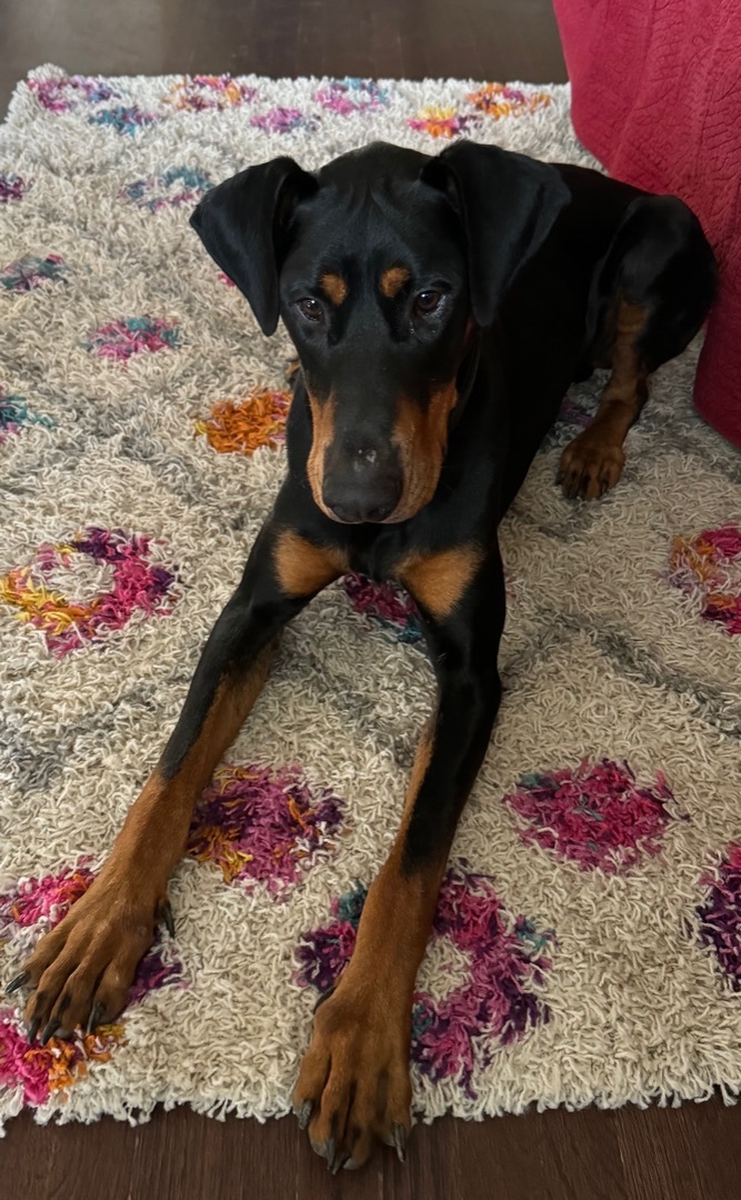 Dog for adoption - Deebo , a Doberman Pinscher in Hayward, CA | Petfinder