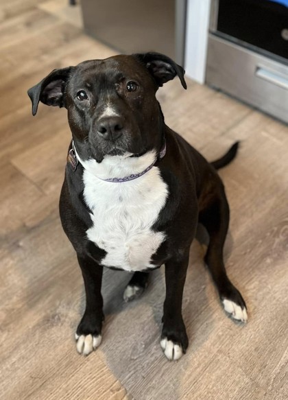 Marigold, an adoptable American Staffordshire Terrier, Mixed Breed in Morton Grove, IL, 60053 | Photo Image 1