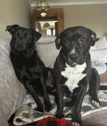 Marigold, an adoptable American Staffordshire Terrier, Mixed Breed in Morton Grove, IL, 60053 | Photo Image 2