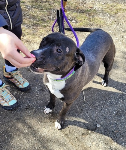 Marigold, an adoptable American Staffordshire Terrier, Mixed Breed in Morton Grove, IL, 60053 | Photo Image 3