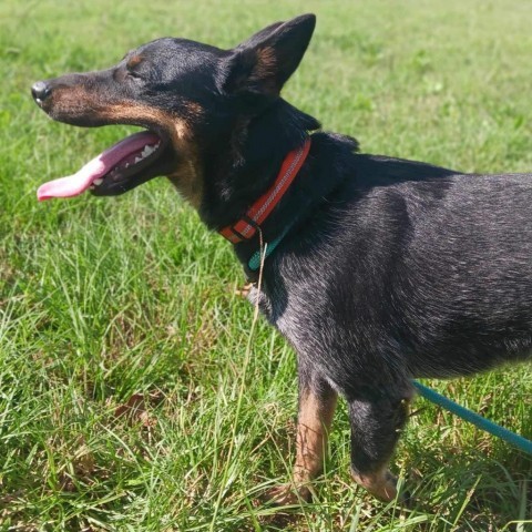 Davey, an adoptable Australian Cattle Dog / Blue Heeler in Wadena, MN, 56482 | Photo Image 3